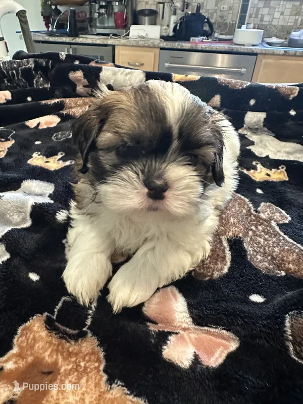 Victoria – Shih Tzu puppy for sale in Arnold, MO