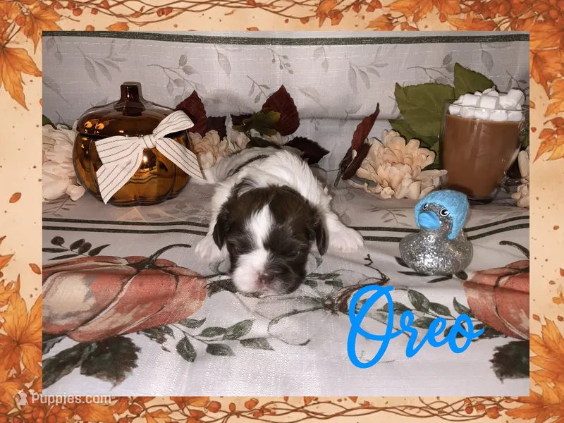 Oreo – Shih Tzu puppy for sale in Arnold, MO