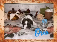 Oreo, a male Shih Tzu for sale in Arnold, MO – 1 of 1