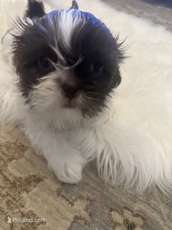 Oreo – Shih Tzu puppy for sale in Arnold, MO