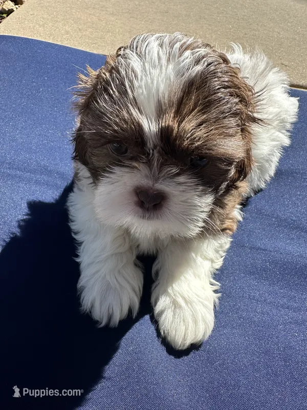 Molly – Shih Tzu puppy for sale in Arnold, MO