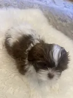 Molly, a female Shih Tzu for sale in Arnold, MO – 4 of 5