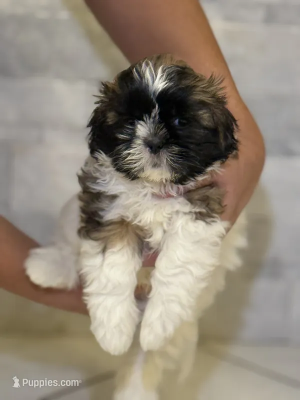 Alfie , a male Shih Tzu for sale in Arnold, MO – 1 of 1