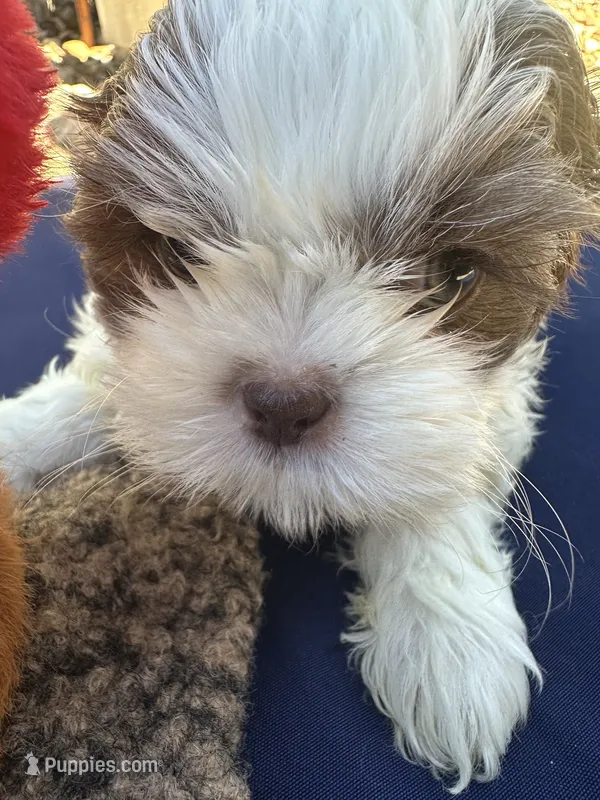 Leo – Shih Tzu puppy for sale in Arnold, MO