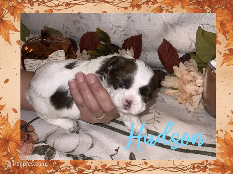 Hudson – Shih Tzu puppy for sale in Arnold, MO