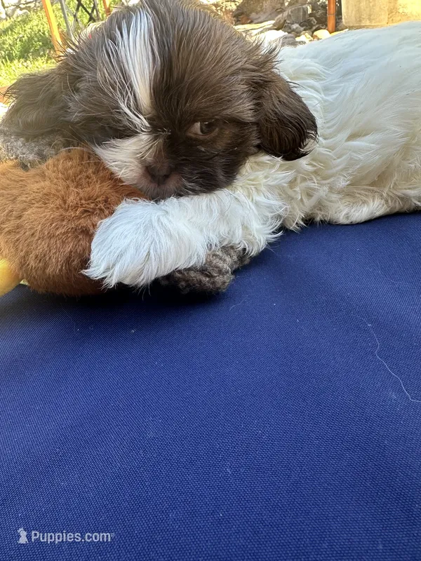 Oreo – Shih Tzu puppy for sale in Arnold, MO
