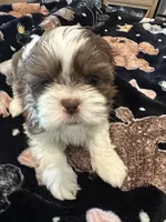 Molly, a female Shih Tzu for sale in Arnold, MO – 3 of 5