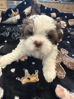 Leo, a male Shih Tzu for sale in Arnold, MO – 5 of 5