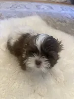 Molly, a female Shih Tzu for sale in Arnold, MO – 5 of 5