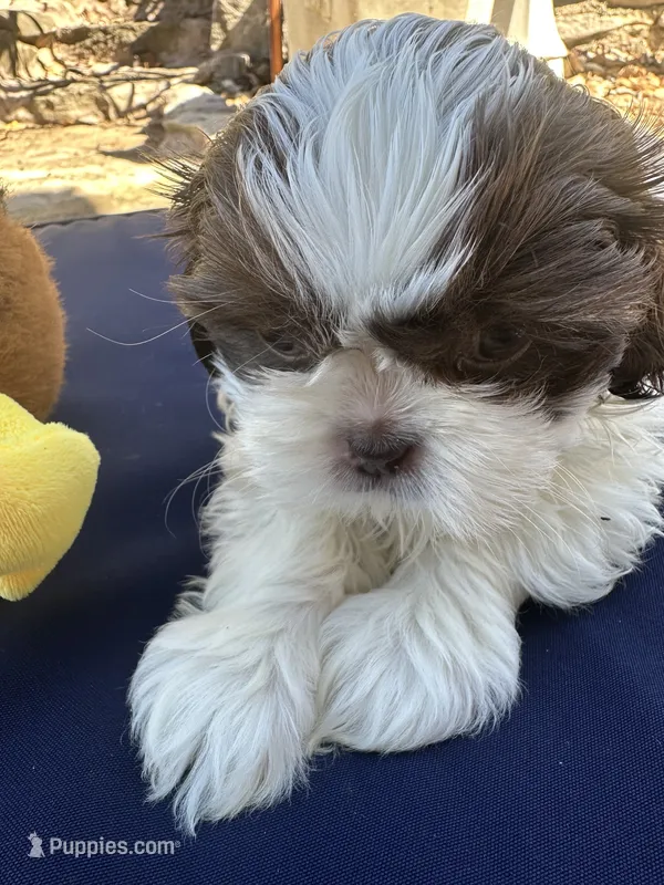 Hudson – Shih Tzu puppy for sale in Arnold, MO