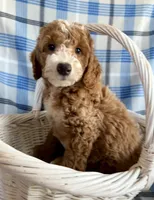 River Mini, a male Goldendoodle and English Goldendoodle for sale in Clementon, NJ – Photo 5 of 8