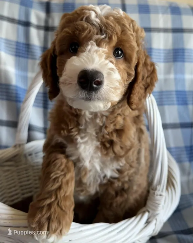 River Mini – Goldendoodle, English Goldendoodle puppy for sale in Clementon, NJ