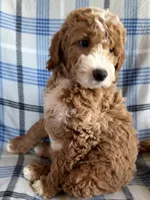 River Mini, a male Goldendoodle and English Goldendoodle for sale in Clementon, NJ – Photo 3 of 8