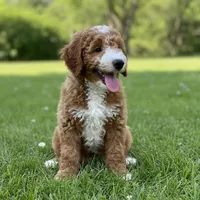 River Mini, a male Goldendoodle and English Goldendoodle for sale in Clementon, NJ – Photo 9 of 10