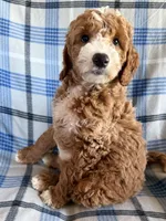 River Mini, a male Goldendoodle and English Goldendoodle for sale in Clementon, NJ – Photo 8 of 8