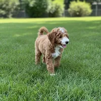 River Mini, a male Goldendoodle and English Goldendoodle for sale in Clementon, NJ – Photo 10 of 10