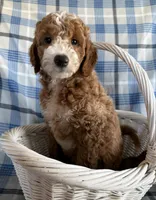 River Mini, a male Goldendoodle and English Goldendoodle for sale in Clementon, NJ – Photo 6 of 8