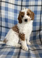 Adam Mini, a male Goldendoodle and English Goldendoodle for sale in Clementon, NJ – Photo 2 of 3