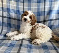 Adam Mini, a male Goldendoodle and English Goldendoodle for sale in Clementon, NJ – Photo 3 of 3