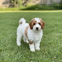 Adam Mini, a male Goldendoodle and English Goldendoodle for sale in Clementon, NJ – Photo 4 of 5