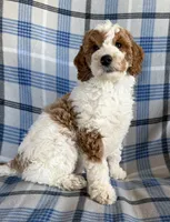 Adam Mini, a male Goldendoodle and English Goldendoodle for sale in Clementon, NJ – Photo 1 of 3