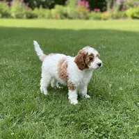 Adam Mini, a male Goldendoodle and English Goldendoodle for sale in Clementon, NJ – Photo 5 of 5