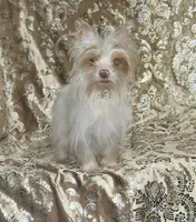 SALE Yorkie  Tiny Choc Boy, a male Yorkshire Terrier for sale in Boones Mill, VA – Photo 4 of 6