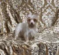 SALE Yorkie  Tiny Choc Boy, a male Yorkshire Terrier for sale in Boones Mill, VA – Photo 6 of 6