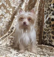 SALE Yorkie  Tiny Choc Boy, a male Yorkshire Terrier for sale in Boones Mill, VA – Photo 1 of 6
