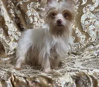 SALE Yorkie  Tiny Choc Boy, a male Yorkshire Terrier for sale in Boones Mill, VA – Photo 2 of 6