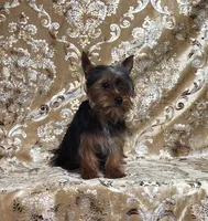 Yorkie Puppy Tiny Kevin, a male Yorkshire Terrier for sale in Boones Mill, VA – Photo 4 of 6