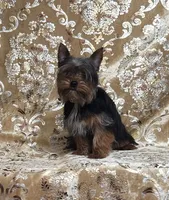 Yorkie Puppy Tiny Kevin, a male Yorkshire Terrier for sale in Boones Mill, VA – Photo 3 of 6