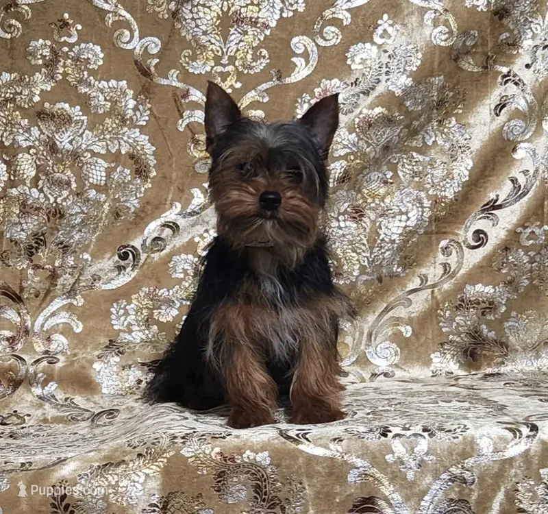 Yorkie Puppy Tiny Kevin