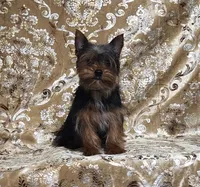 Yorkie Puppy Tiny Kevin, a male Yorkshire Terrier for sale in Boones Mill, VA – Photo 1 of 6