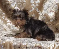 Yorkie Boy Brownie, a male Yorkshire Terrier for sale in Boones Mill, VA – Photo 1 of 2