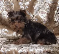 Yorkie Boy Brownie, a male Yorkshire Terrier for sale in Boones Mill, VA – Photo 2 of 2