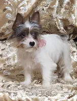 Yorkie Girl Anastasia, a female Yorkshire Terrier for sale in Boones Mill, VA – Photo 2 of 6