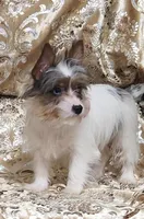 Yorkie Girl Anastasia, a female Yorkshire Terrier for sale in Boones Mill, VA – Photo 4 of 6