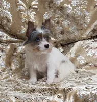 Yorkie Girl Anastasia, a female Yorkshire Terrier for sale in Boones Mill, VA – Photo 6 of 6