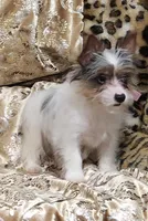 Yorkie Girl Anastasia, a female Yorkshire Terrier for sale in Boones Mill, VA – Photo 3 of 6