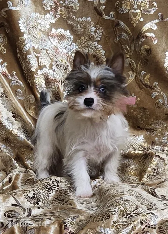 Yorkie Girl Anastasia – Yorkshire Terrier puppy for sale in Boones Mill, VA
