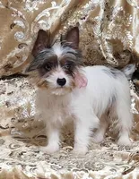 Yorkie Girl Anastasia, a female Yorkshire Terrier for sale in Boones Mill, VA – Photo 5 of 6