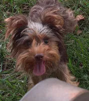 Yorkie Boy Brownie, a male Yorkshire Terrier for sale in Boones Mill, VA – 4 of 4