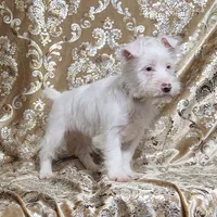 Yorkie Boy Snow Man, a male Yorkshire Terrier for sale in Boones Mill, VA – Photo 2 of 2