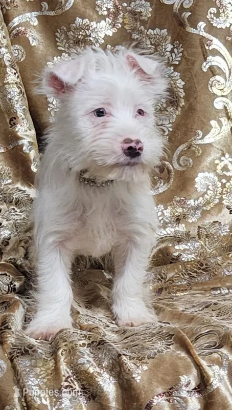 Yorkie Boy Snow Man – Yorkshire Terrier puppy for sale in Boones Mill, VA