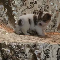 PENDING Foxy Blue Eyes, a male Yorkshire Terrier for sale in Boones Mill, VA – Photo 6 of 10