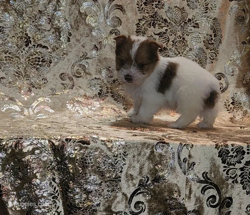 PENDING Foxy Blue Eyes