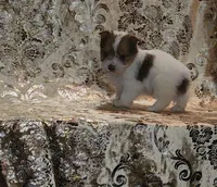 PENDING Foxy Blue Eyes, a male Yorkshire Terrier for sale in Boones Mill, VA – Photo 1 of 10