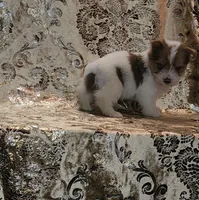 PENDING Foxy Blue Eyes, a male Yorkshire Terrier for sale in Boones Mill, VA – Photo 3 of 10