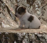 PENDING Foxy Blue Eyes, a male Yorkshire Terrier for sale in Boones Mill, VA – Photo 4 of 10